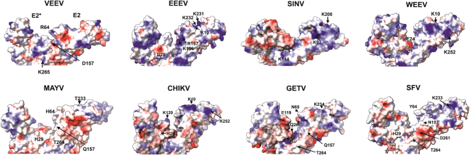 Fig. 3: Electrostatic surface potential of the cleft between two E1/E2 dimers of different alphaviruses.