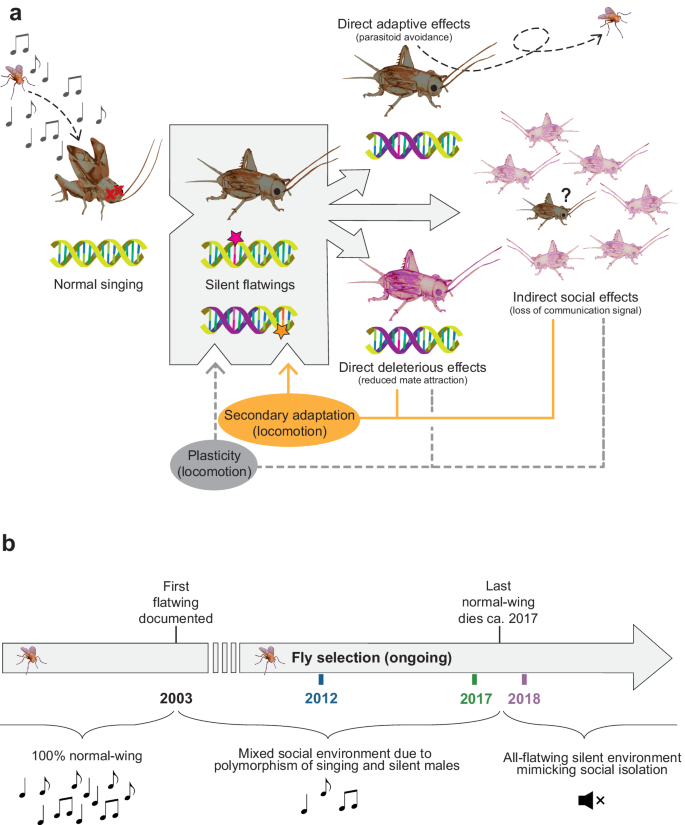 Temporal genomics in Hawaiian crickets reveals compensatory 