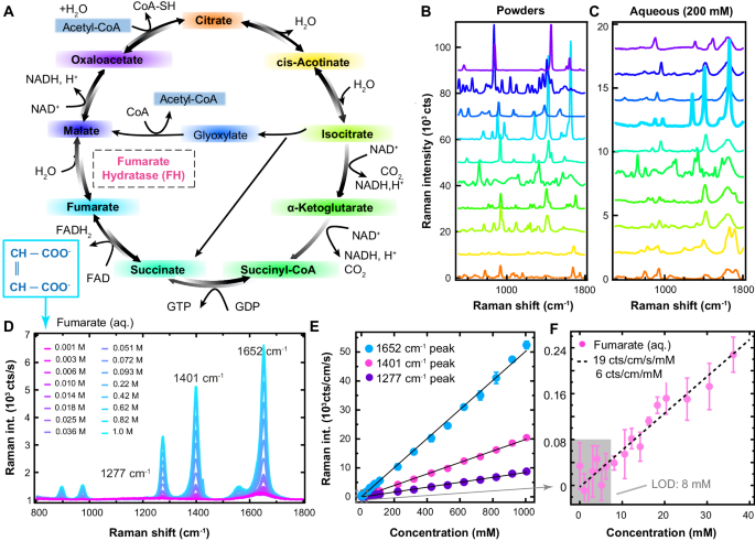 Fig. 1: Fumarate displays prominent Raman spectral features compared to other TCA cycle intermediates.
