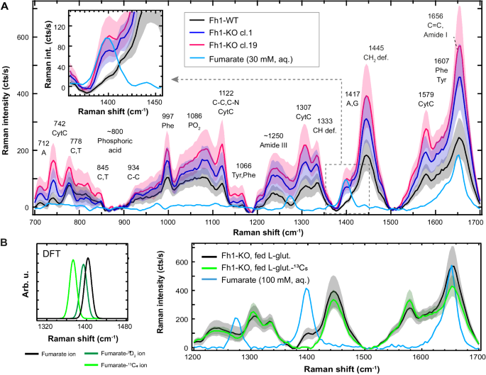 Fig. 2: Fh1-WT and Fh1-KO cell lines demonstrate distinct spectral properties associated with fumarate concentration.
