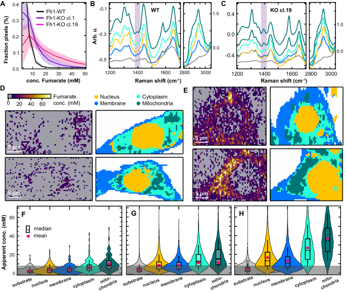 Fig. 3: Raman spectroscopic imaging reveals spatial compartmentalization of fumarate.