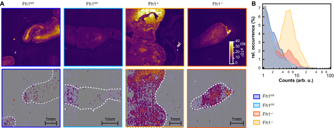 Fig. 4: Fumarate mapping in tissue section.