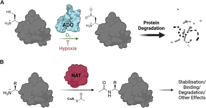 Fig. 1: Oxidation and acetylation of protein N-termini.