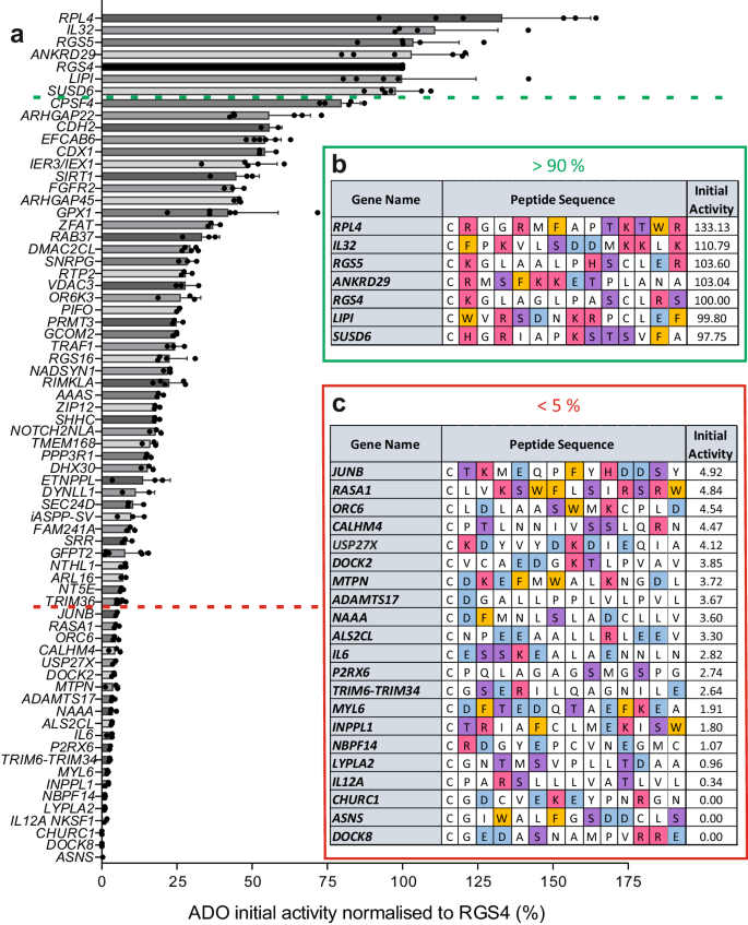 Fig. 2: In vitro screening of Nt-Cys initiating peptide sequences from the human proteome with recombinant HsADO.