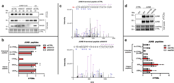 Fig. 5: Validation of NatA-catalysed acetylation of Nt-Cys JunB.