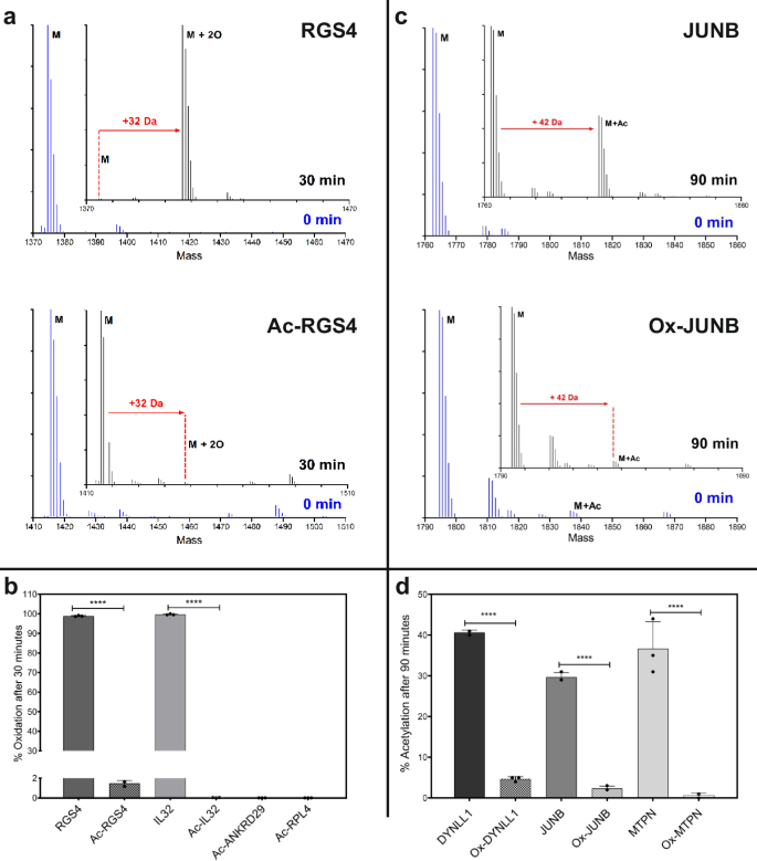 Fig. 7: Nt-acetylation abrogates oxidation by ADO in vitro and vice versa.
