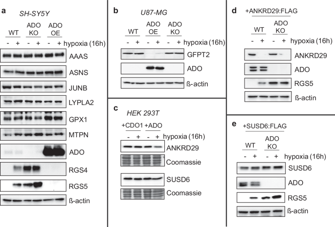 Fig. 8: Regulation of putative ADO substrates human cells.