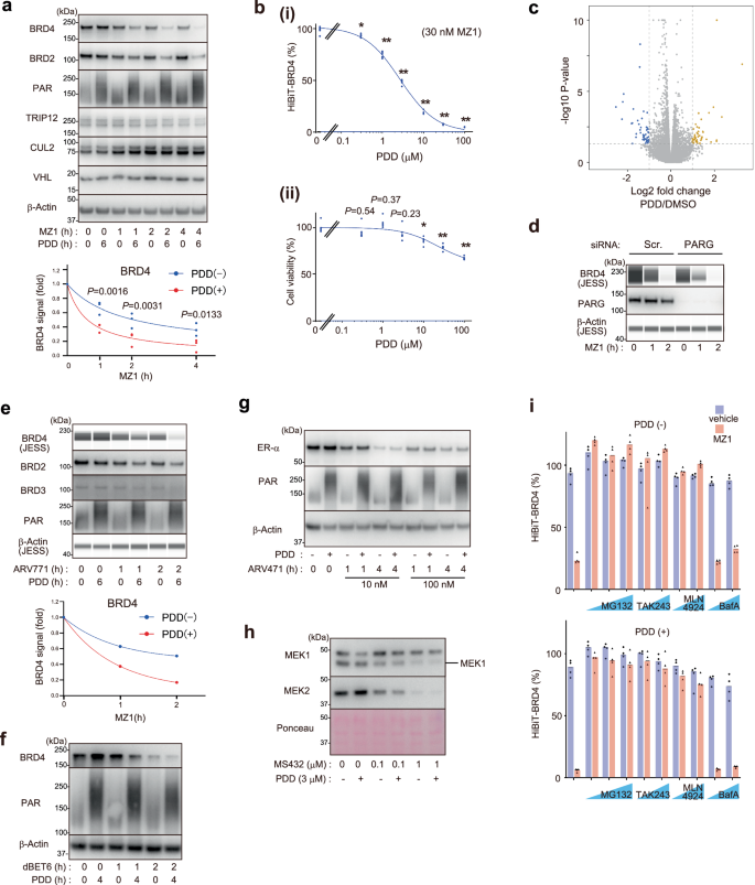 Fig. 2: PARG inhibition promotes targeted protein degradation of BRD4.