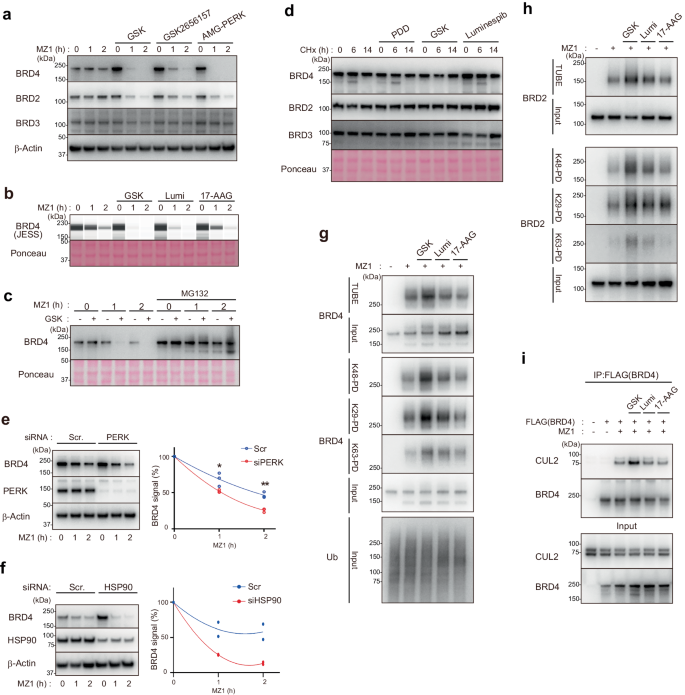 Fig. 4: Proteostatic pathways promote BRD4 degradation through multiple steps.
