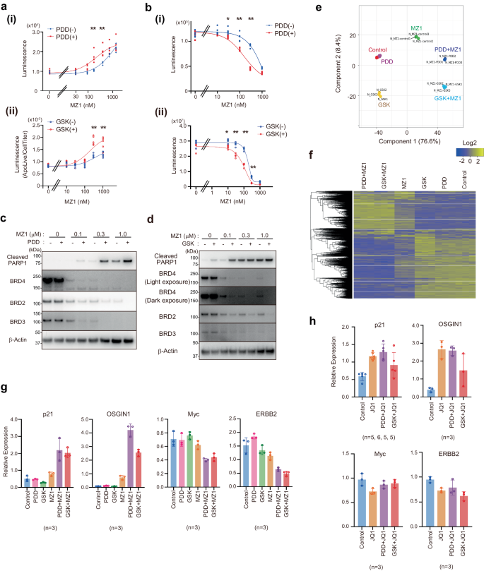 Fig. 5: Consequence of enhanced BRD4 degradation by inhibiting signaling pathways.