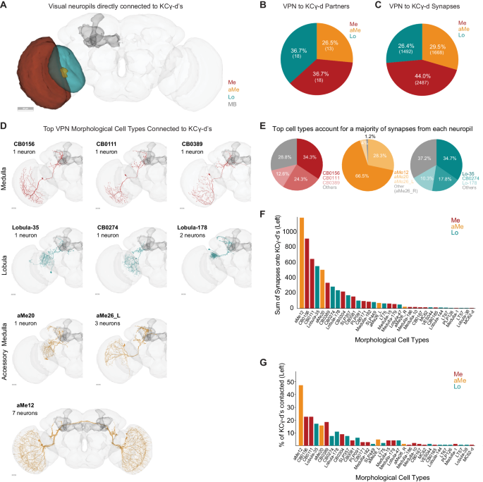 Fig. 2: Direct visual inputs to KCγ-d neurons come from diverse optic lobe neuropils.