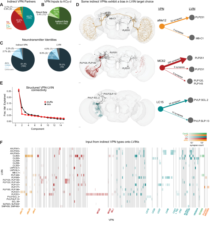 Fig. 3: LVINs relay structured visual inputs to KCγ-d.