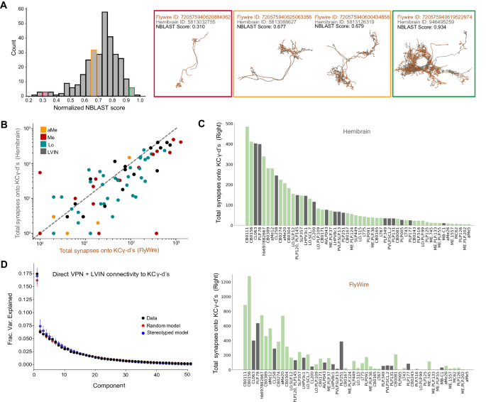 Fig. 7: Prominent visual inputs to KCγ-d are shared across brains.