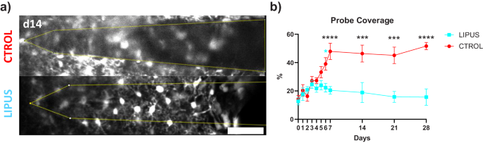 Fig. 5: LIPUS attenuated microglial encapsulation of intracortical microelectrode starting day 6.
