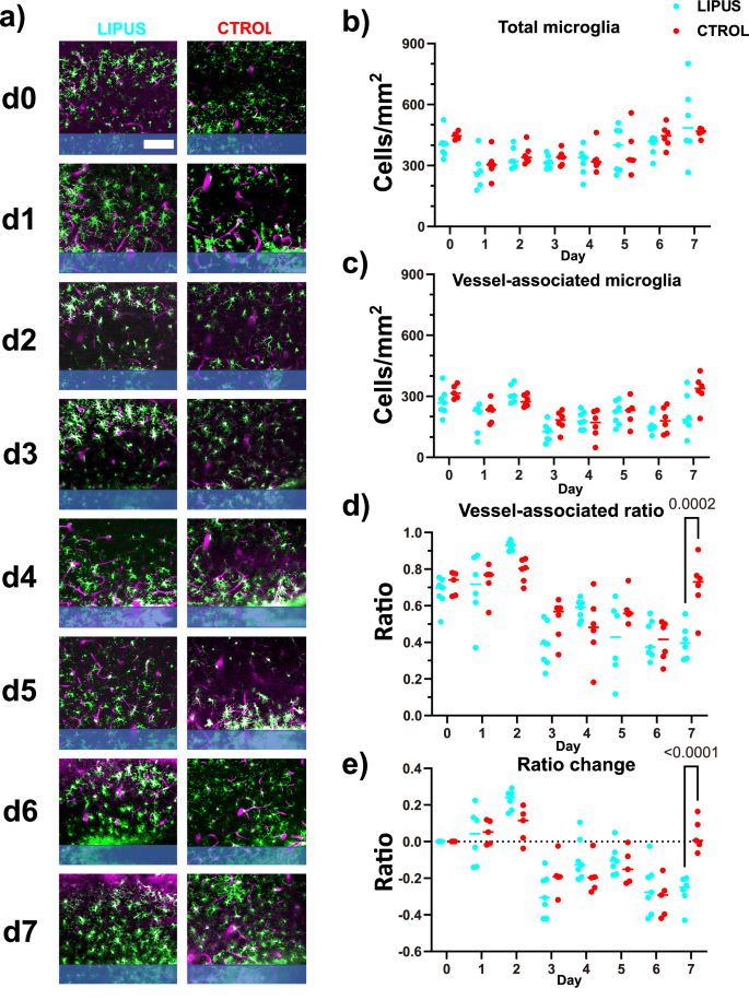 Fig. 6: LIPUS reduced the number of vessel-associated microglia on day 7.