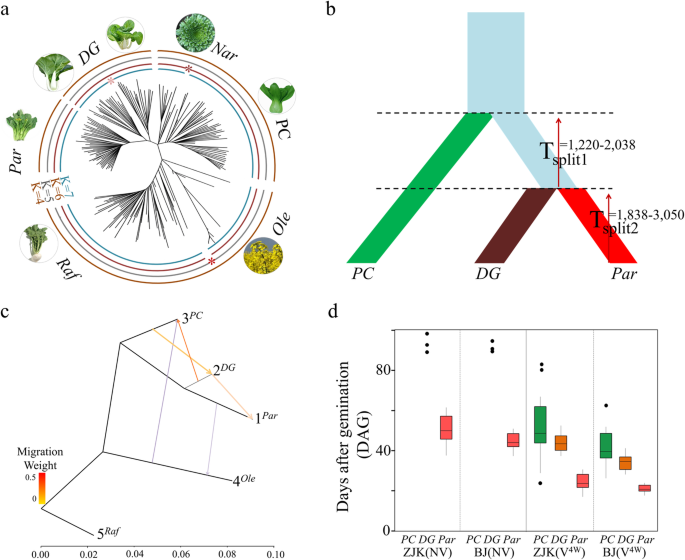 Fig. 1: A stepwise model for speciation of subsp. chinensis var. parachinensis (Par).
