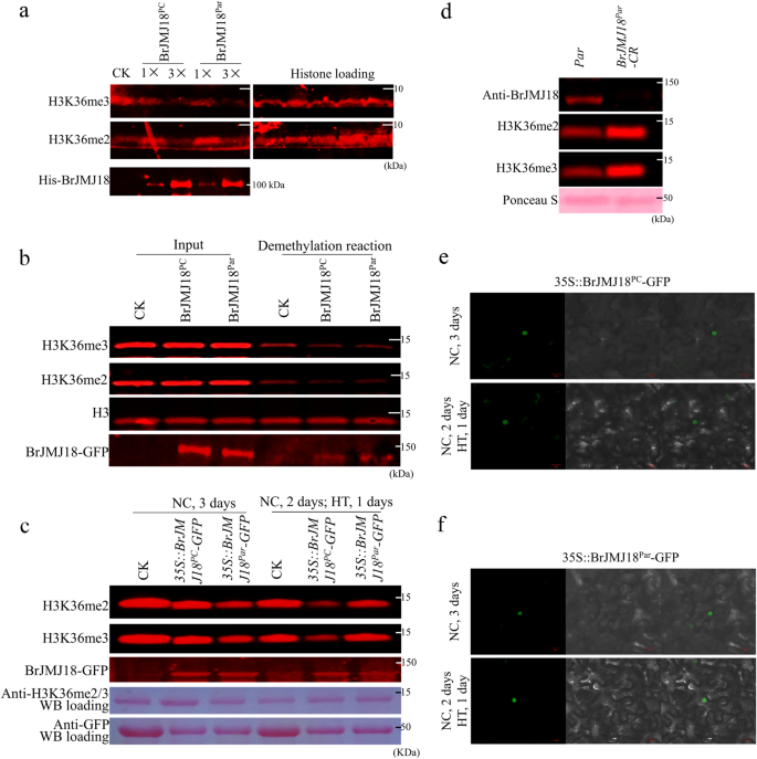 Fig. 4: BrJMJ18 is an H3K36me2/3 demethylase.