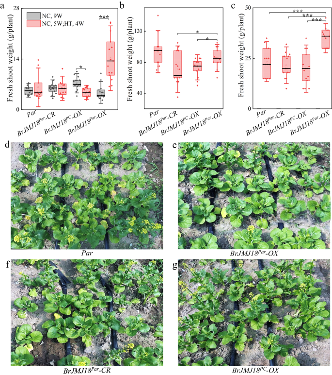Fig. 6: Overexpression of BrJMJ18Par mediates plant growth under both greenhouse and field high temperature conditions.