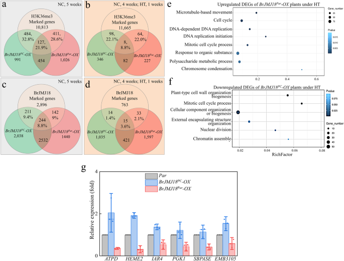 Fig. 7: Integrated analysis of RNA-seq and ChIP-seq data reveled BrJMJ18Par modulates chlorophyll biosynthesis r under high temperature.