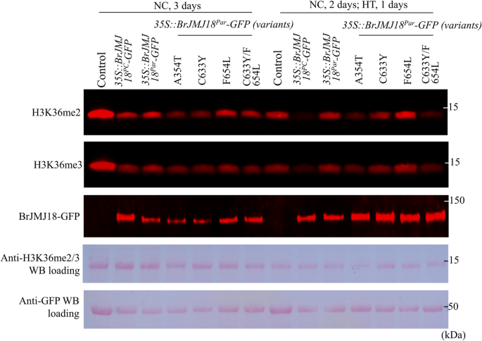 Fig. 8: Amino acid mutations of T345A, Y633C and L654F contribute to functional divergence of BrJMJ18PC and BrJMJ18Par.