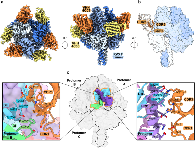 Structural basis for potent neutralization of human respirovirus type 3 ...