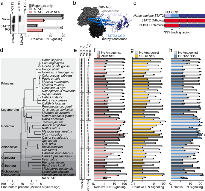 Fig. 1: STAT2 susceptibility to flavivirus NS5 antagonism varies among mammals.