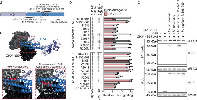 Fig. 2: M. musculus STAT2 resistance is contained in the coiled-coil domain.