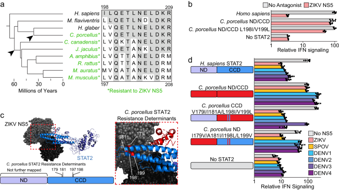 Fig. 3: Flavivirus NS5 resistance determinants vary between rodent species.
