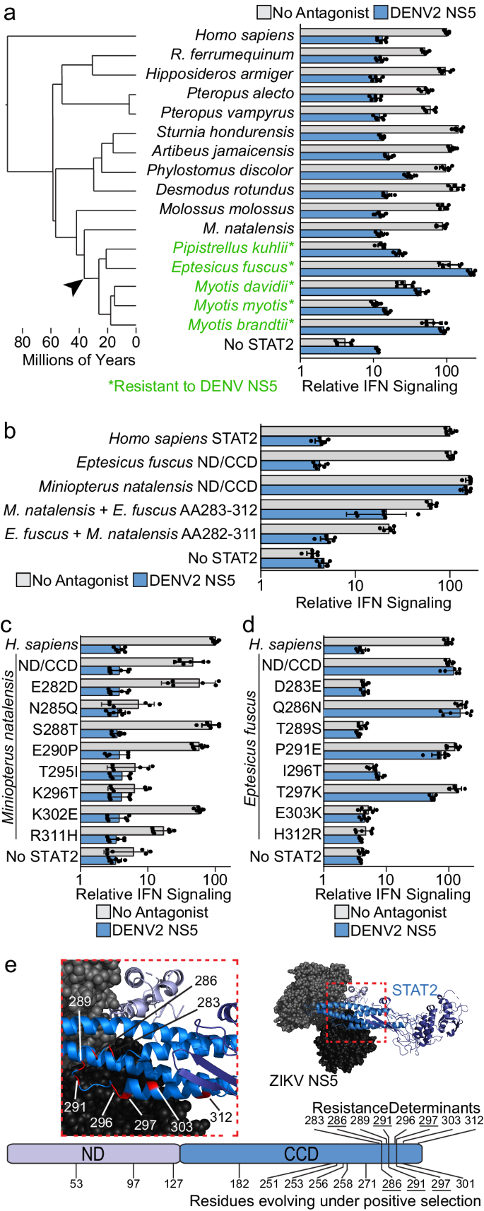 Fig. 4: Vespertilionidae bats exhibit monophyletic resistance to DENV NS5.