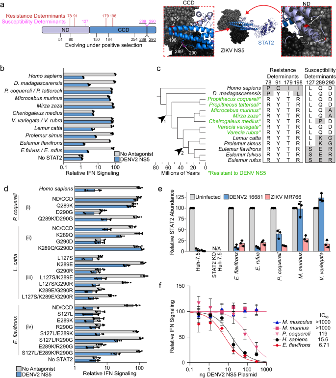 Fig. 5: DENV NS5 resistance was acquired and subsequently lost in lemur evolution.