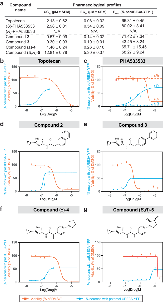 Fig. 2: In vitro pharmacological profile of (S)-PHA533533 and its analogs for unsilencing paternal Ube3a-YFP.