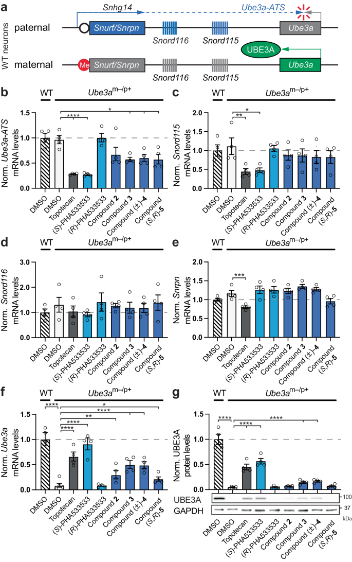 Fig. 3: (S)-PHA533533 and its analogs downregulate the Ube3a antisense (Ube3a-ATS) transcript and produce UBE3A protein from the paternal allele in mouse primary neurons derived from Angelman syndrome model mice.