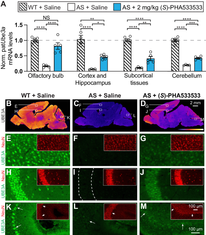 Fig. 5: A single peripheral administration of (S)-PHA533533 unsilences paternal Ube3a across the brain.