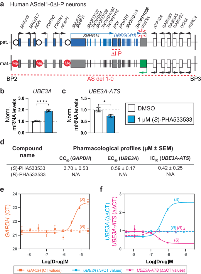 Fig. 6: (S)-PHA533533 downregulates the UBE3A antisense (UBE3A-ATS) transcript and increases paternal UBE3A mRNA in neurons derived from patients with Angelman syndrome.