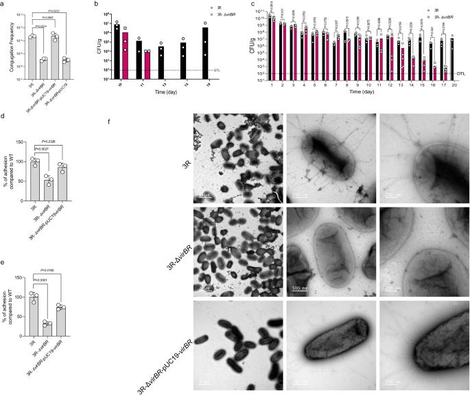 Fig. 2: The conjugation ability of IncX3 plasmid, and the effect of ΔvirBR on colonisation, adhesion and pili formation.