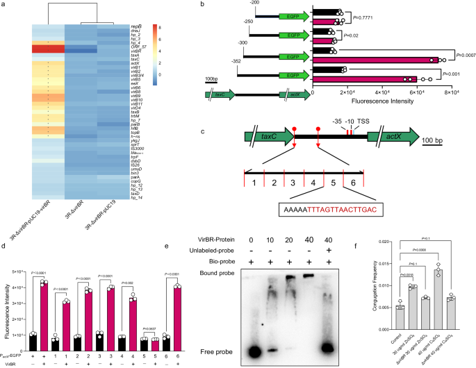 Fig. 3: VirBR promotes the transcription of T4SS.