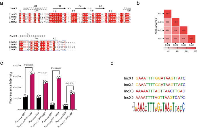Fig. 5: Association of VirBR with IncX family plasmids.