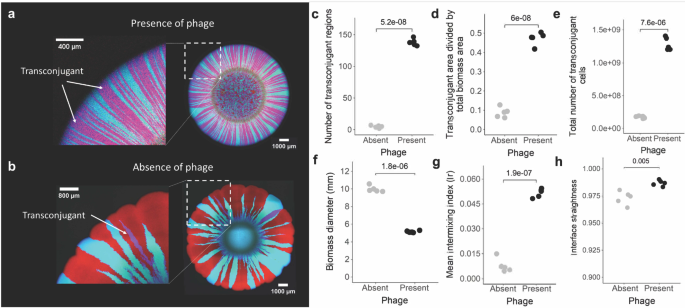 Fig. 2: Surface-associated growth experiments with the direct amendment of phage.