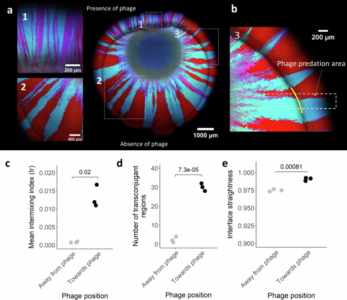 Fig. 3: Surface-associated growth experiments with the distal amendment of phage.