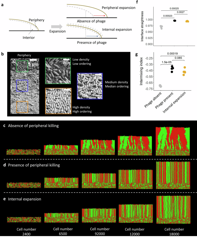 Fig. 4: Surface-associated growth simulations in the absence of plasmids.
