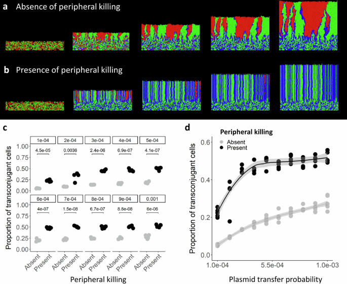 Fig. 5: Surface-associated growth simulations in the presence of plasmids.