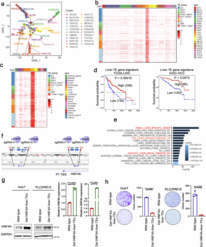 Transposable elements-mediated recruitment of KDM1A epigenetically 