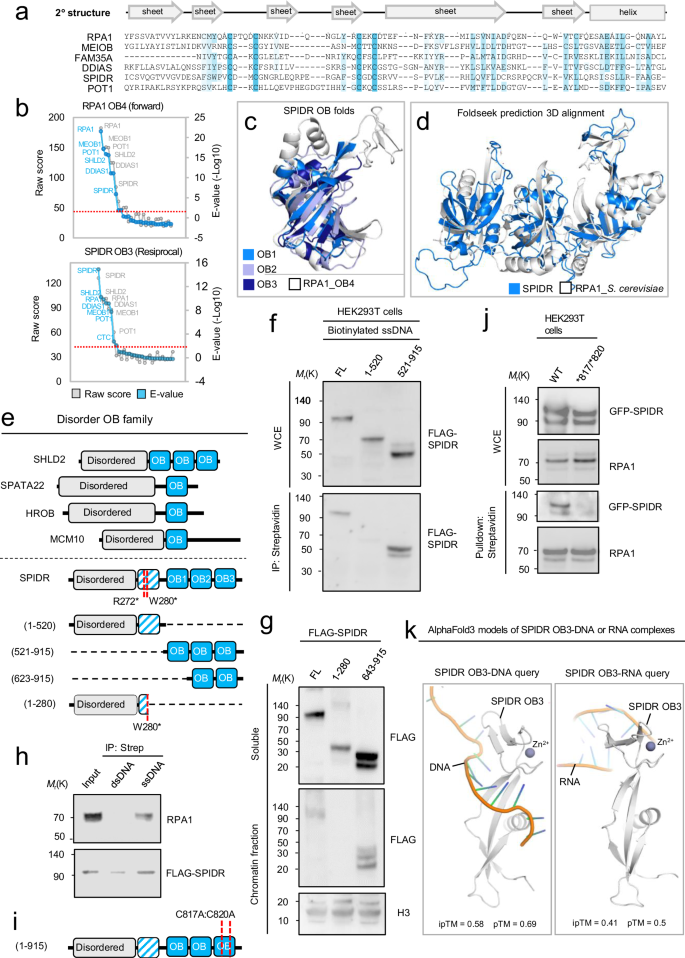 Fig. 3: Identification of OB fold domains in SPIDR.