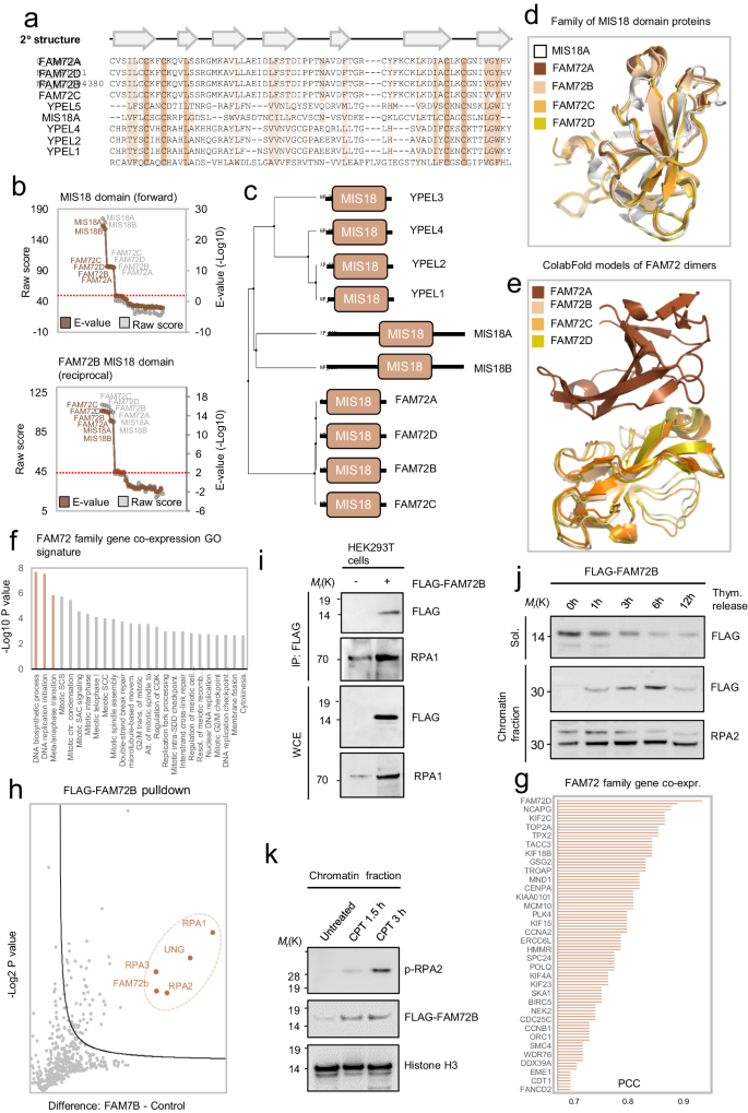 Fig. 4: FAM72 family proteins bind the RPA complex and is implicated in RPA activation in response to DNA damage.