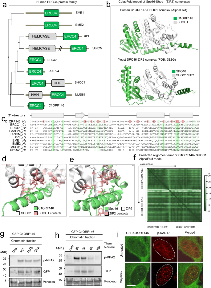 Fig. 5: Prediction of the C1ORF146-SHOC1 complex and implications of C1ORF146 in the DDR.
