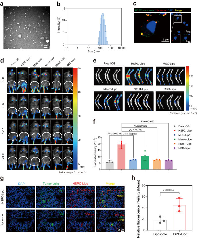 Fig. 2: Characterization and bone marrow targeting of HSPC-Lipo.