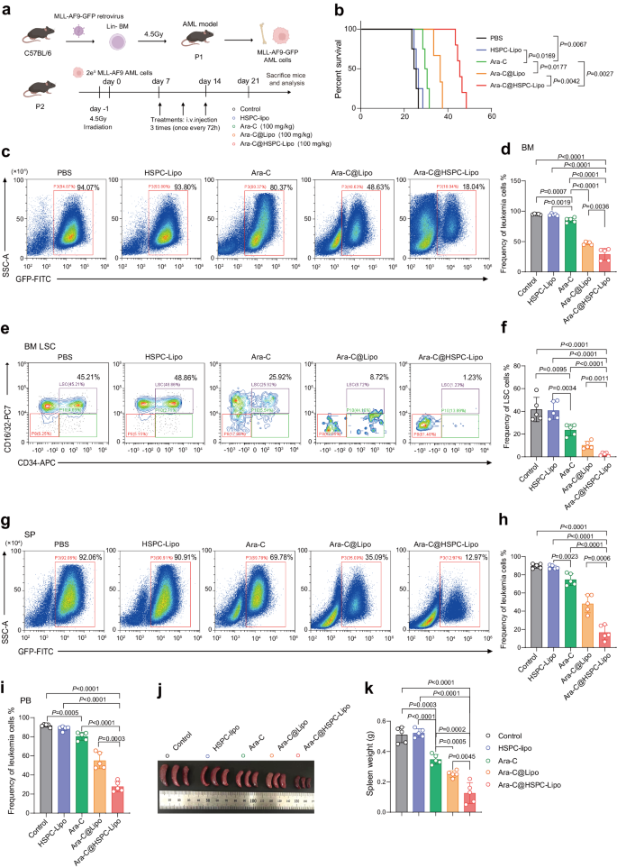 Fig. 5: The anti-leukemic effect of Ara-C@HSPC-Lipo in MLL-AF9 leukemia mouse model.