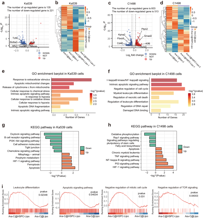 Fig. 7: Transcriptome analysis reveals mechanisms of Ara-C@HSPC-Lipo treatment.