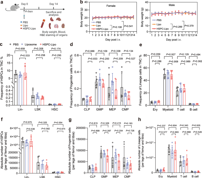 Fig. 8: Safety evaluation and analysis of HSPC-Lipo.