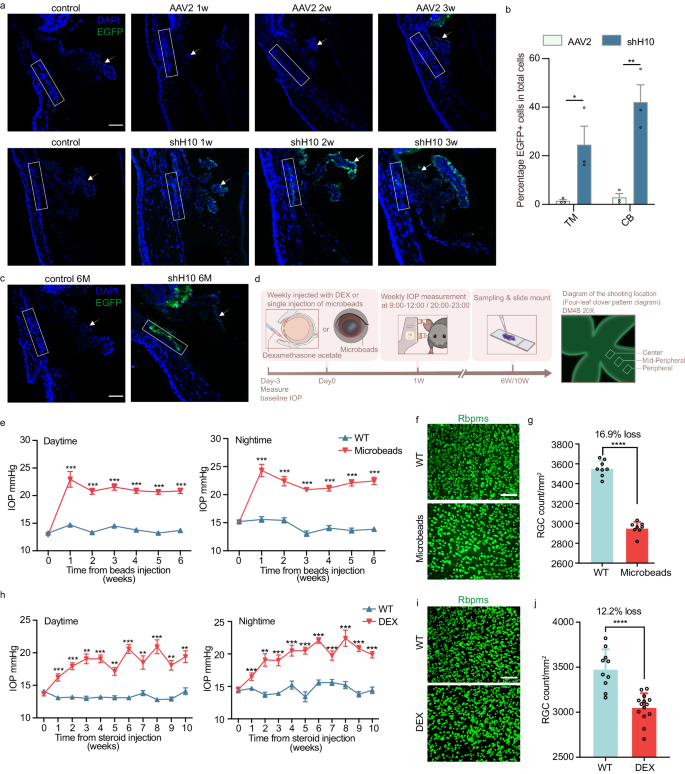 Fig. 2: Evaluation of AAV virus infection and establishment of two intraocular hypertension models in mice.